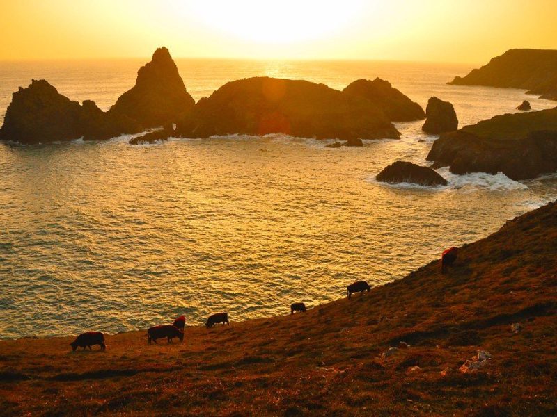 The coastal path above the cove at golden hour