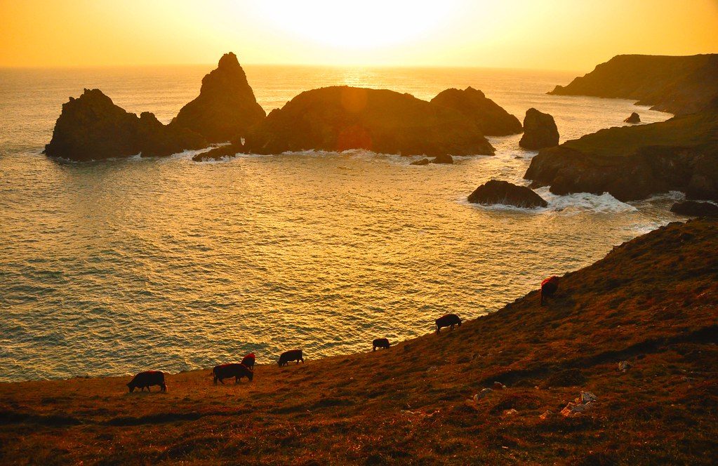 The coastal path above the cove at golden hour