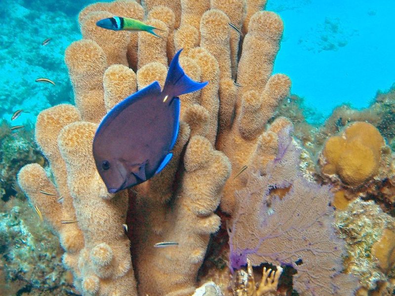 Coral and reef fish along the snorkel trail